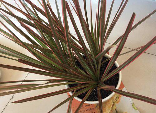 龙铁的浇水时间是什么时候?早上、下午还是晚上?