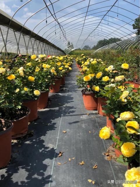 爬藤月季板结不换盆怎么办?