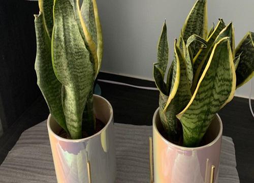 如何留出美丽的虎皮兰造型,让它更加呈现美感?