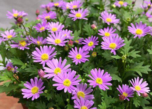 姬小菊不开花的原因有哪些？如何解决？