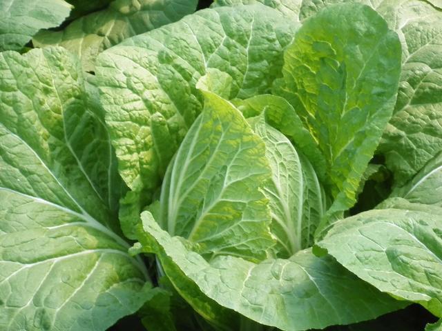 尿素追肥对大白菜生长的影响是什么?