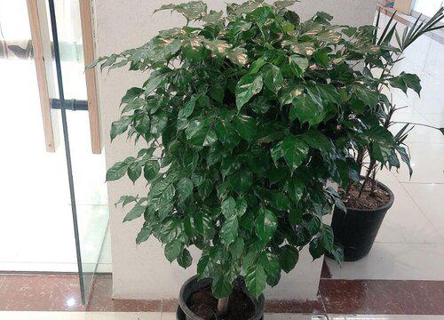 绿宝夏天应该如何控制浇水量?