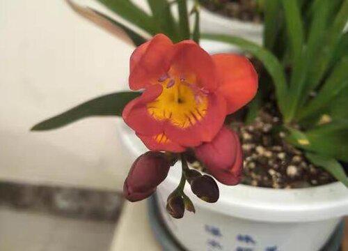 绿萝的叶子为什么需要维生素C,使用它会有哪些好处?