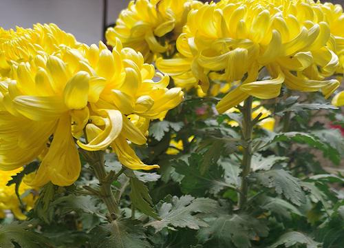 菊花开花时间揭秘,什么种植时间合适才能开到好花?