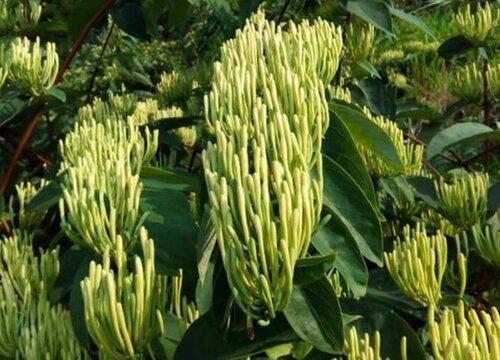 如何合理地浇水和施肥以促进金银花生长?