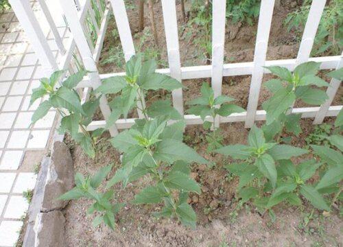 洋姜苗的最佳移栽时间是什么时候?