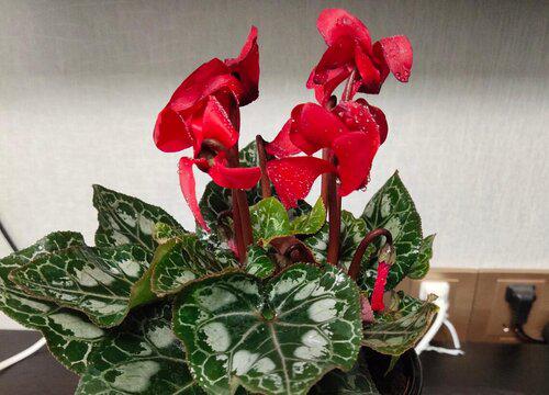 如何确定仙客来的最佳移栽时间？