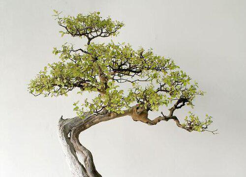 种植迎客松的风水禁忌有哪些?