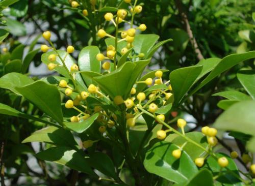 米兰花浇水时间表,如何让你的植物茁壮成长?