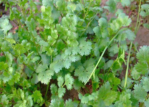 如何选择适合香菜生长的肥料?