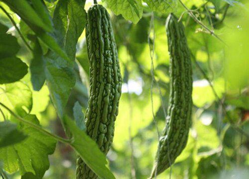 如何正确施肥以提高苦瓜产量?