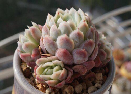 如何让冰梅保持健康并增强抗病能力?