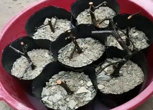 火棘最佳移栽时间是什么时候?