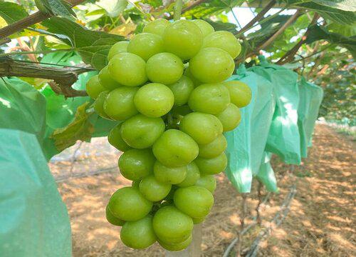 葡萄僵苗病发作后该怎么处理?