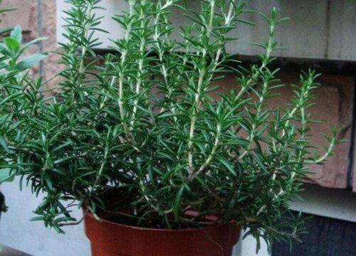 是否需要每天浇水的迷迭香?