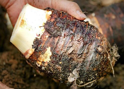 如何在家庭菜园中种植芋头?