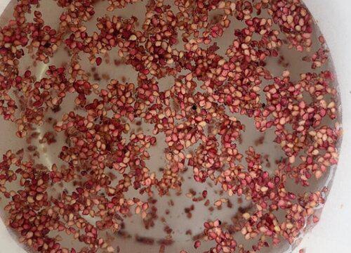 用什么液体浸泡草莓种子,多久才可以催芽?