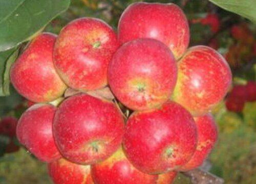 龙丰果果树长成需要几年才能开花结果?