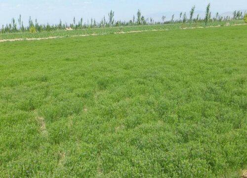 孜然种植养护技巧,如何让它茁壮成长?