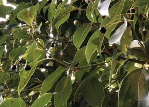 樟木果实的药用价值,对人体有什么好处?