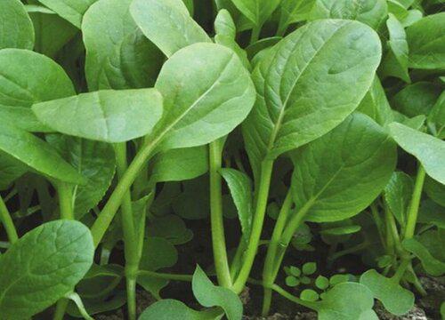 怎么准确判断油菜收割时间?