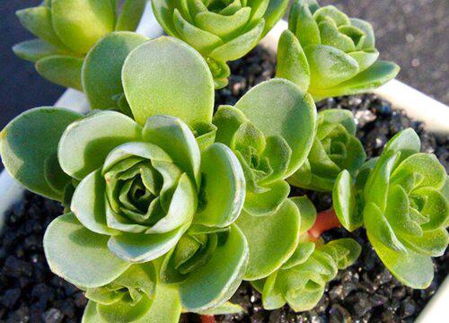 山地玫瑰的灌溉要点,多久浇一次水?