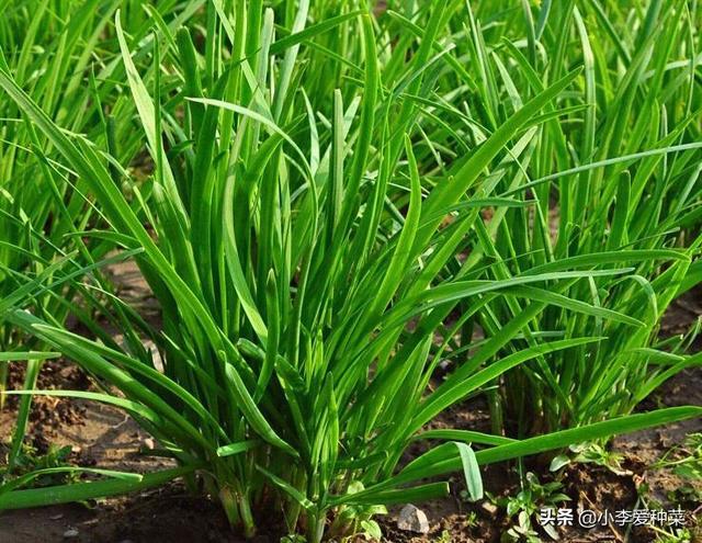 怎样施肥才能让韭菜长得更壮实?
