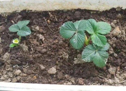 草莓发芽至出土需要多长时间?