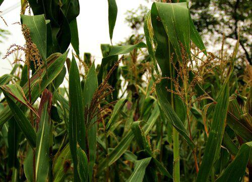 甜玉米生长需要多长时间?