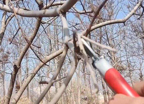 柿子树的最佳剪枝时间是什么时候?