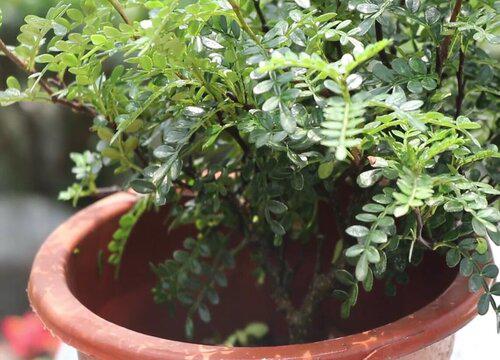 如何处理受到病虫害侵害的清香木?