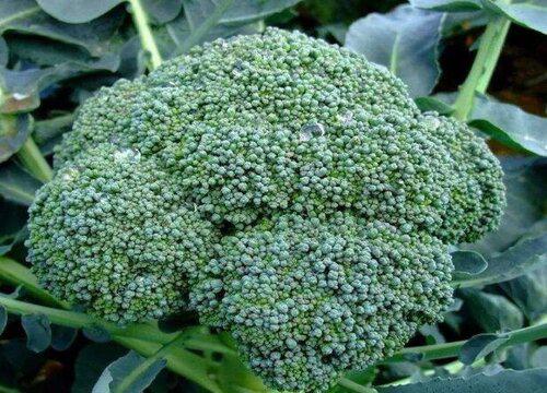 如何给菜花施肥才能保证健康成长?