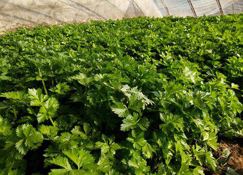 如何修剪芹菜获得更多的产量?