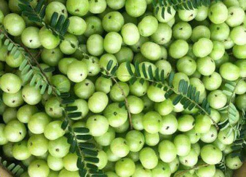 四季都能吃到的油柑一年四季都有吗?