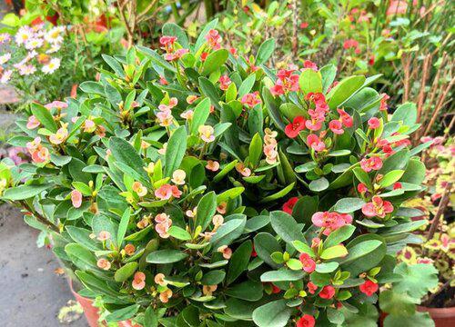 刺梅养殖的技巧,每隔几天浇水最好?