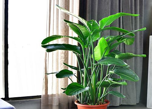 天堂鸟的浇水频率应该是多久一次?