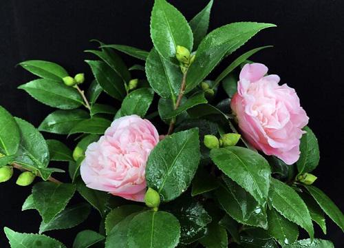 山茶花的浇水频率,每几天合适?