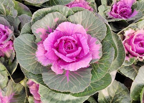 甘蓝菜种植时间,什么时候最适合?