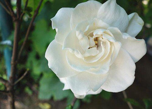 栀子花夏天什么时候换盆?