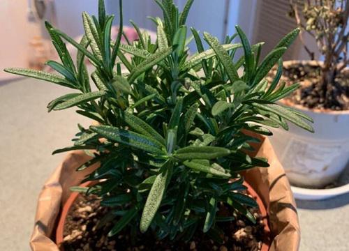 百里香的修剪时间和方法介绍