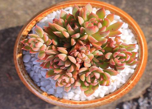 女雏养护,正确的浇水方法是什么?