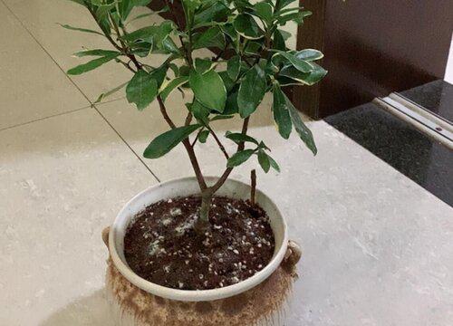 如何正确选择瑞香的盆栽时间?