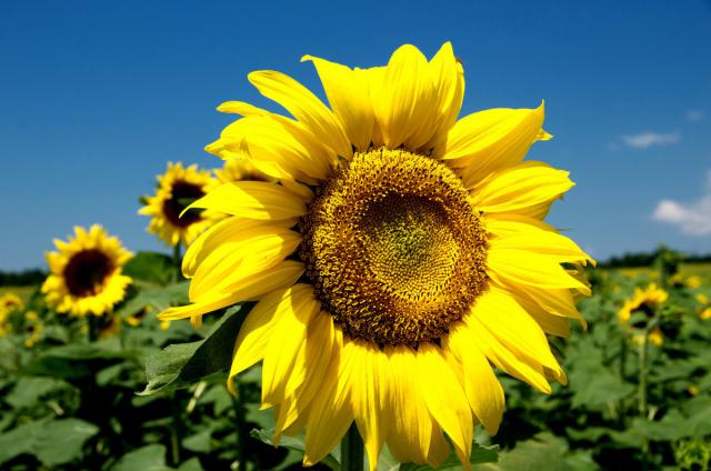 如何及时采摘向日葵的种子?