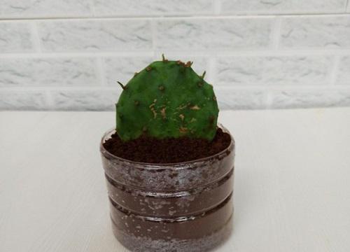 仙人掌养护攻略，几天浇一次水？