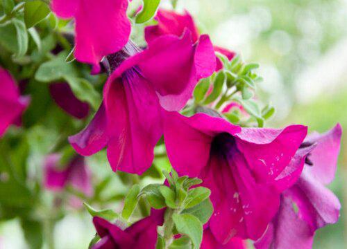 矮牵牛地栽与盆栽有何不同?