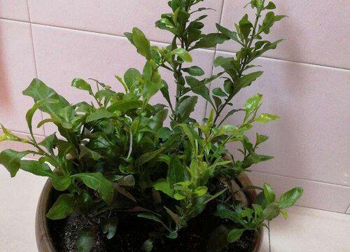 蓝雪花种植指南,如何为鲜艳的花朵提供适宜的土壤?