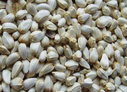 红花籽是哪种植物的种子?