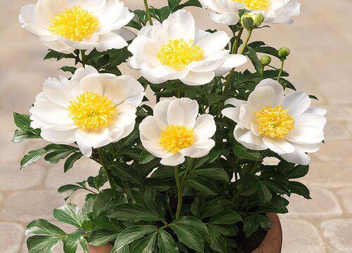 芍药的底肥应该用什么肥料比较好?