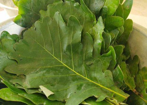 怎么将烂菜叶子转化为优质肥料?