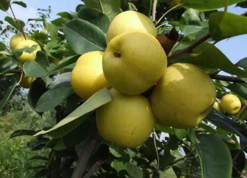 几月份是品尝黄金梨最佳时机?